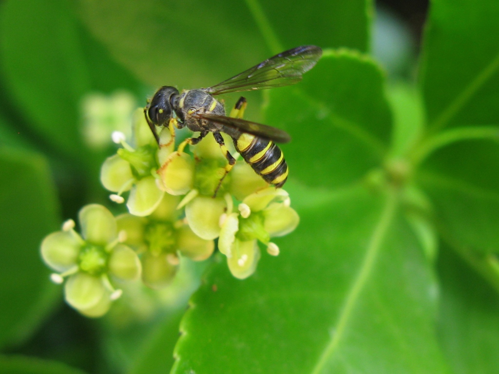 Cerceris sp. (Crabronidae)